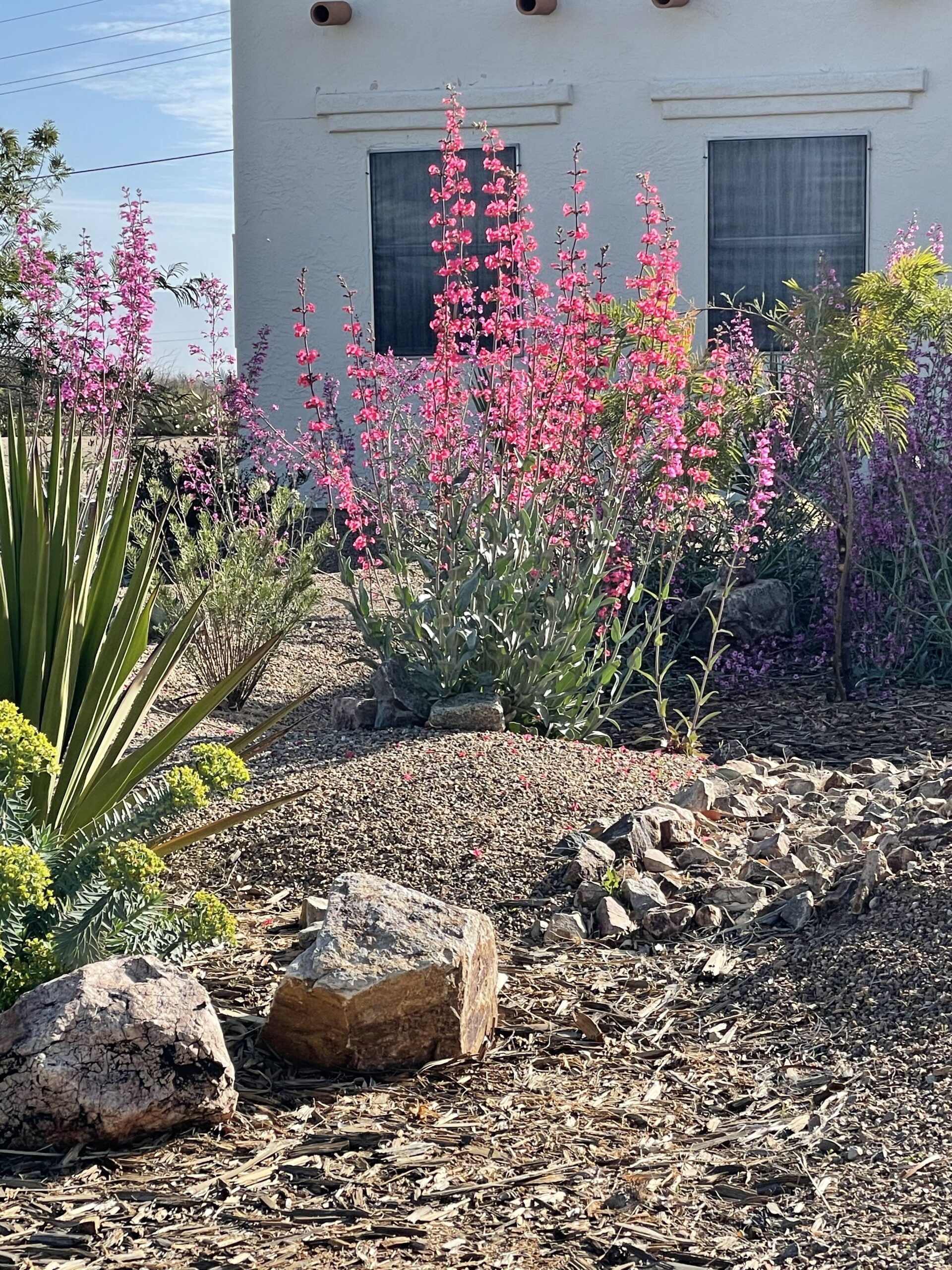 Parry's penstemon and banana yucca
