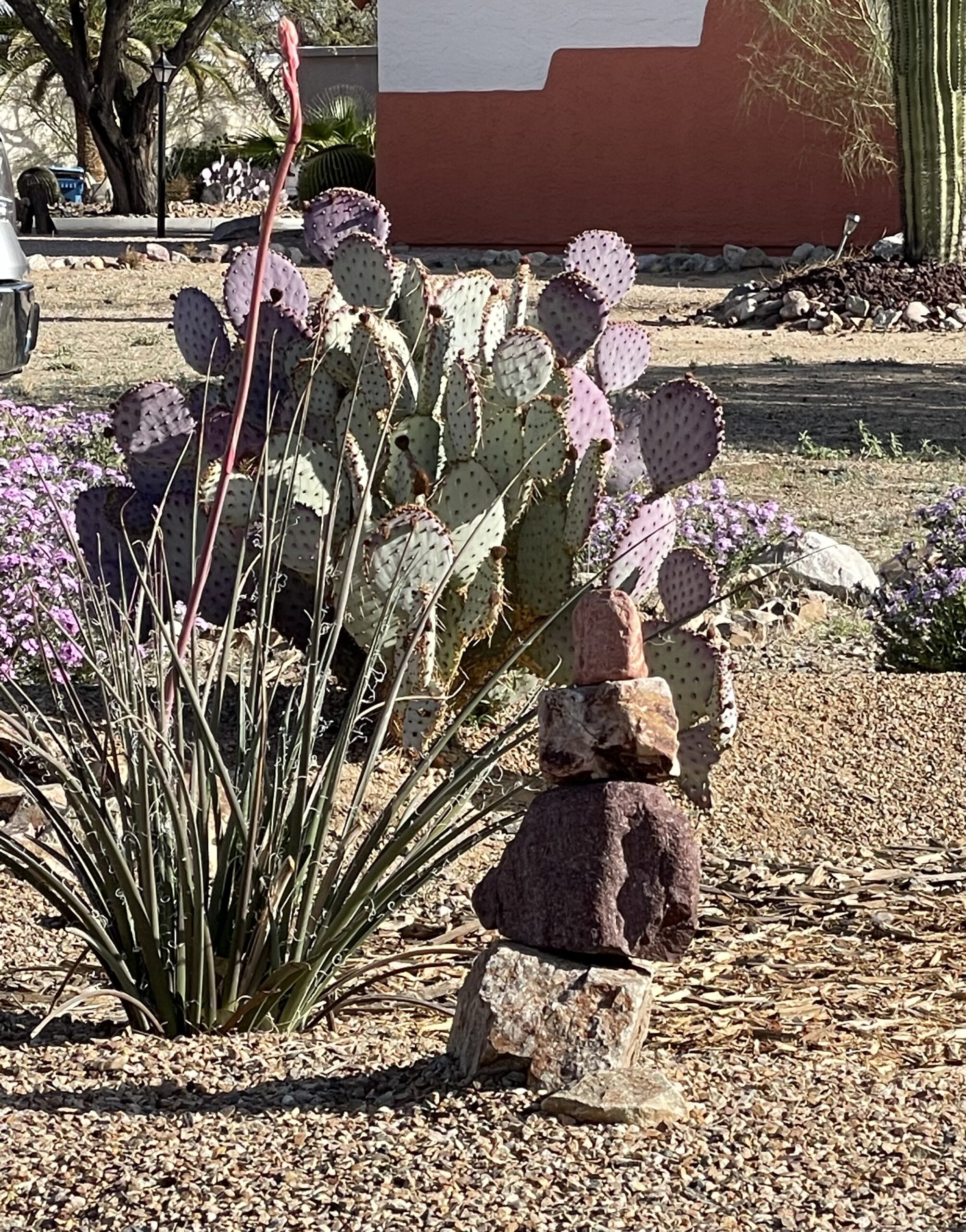 Purple prickly pear and red hesperaloe